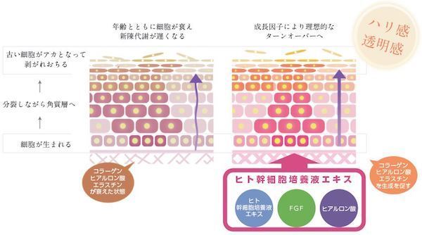 ヒト幹細胞培養液エキスの肌への効果.jpg