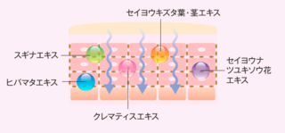 引き締め成分の浸透.png